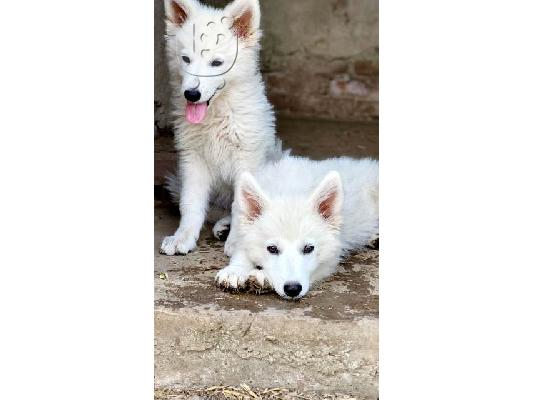 Μακρυμάλλης Swiss Shepherd, αρσενικά κουτάβια